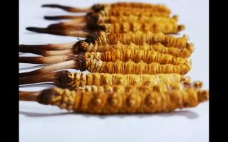 冬蟲夏草為何會分級？有何區(qū)別？