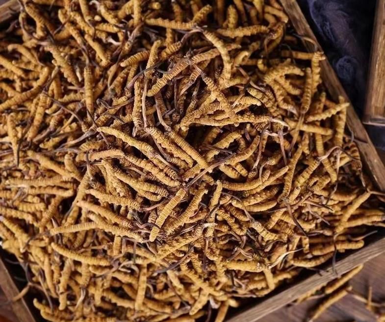 冬蟲夏草和白蟲草有什么區(qū)別？