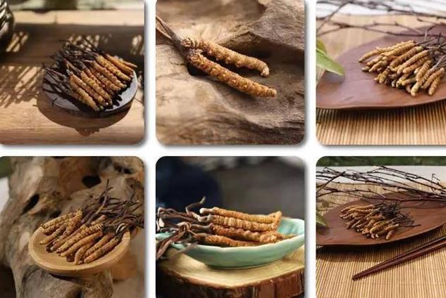 冬蟲夏草和白蟲草有什么區(qū)別？