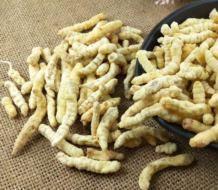 冬蟲夏草和白蟲草有什么區(qū)別？