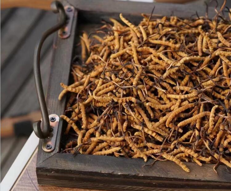 冬蟲(chóng)夏草如何分級(jí)？