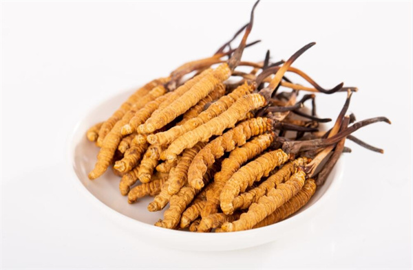 冬蟲夏草和夾脊魚搭配怎么吃？