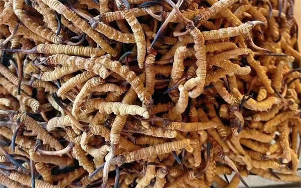 冬蟲夏草可以和番石榴一起吃嗎？