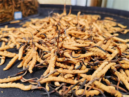 哪些人不能吃冬蟲夏草？這5類人慎食冬蟲夏草