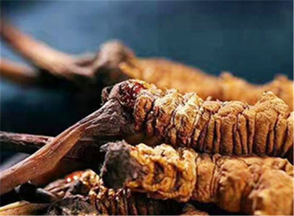 新鮮冬蟲夏草怎么泡酒？制作新鮮冬蟲夏草酒的簡單步驟