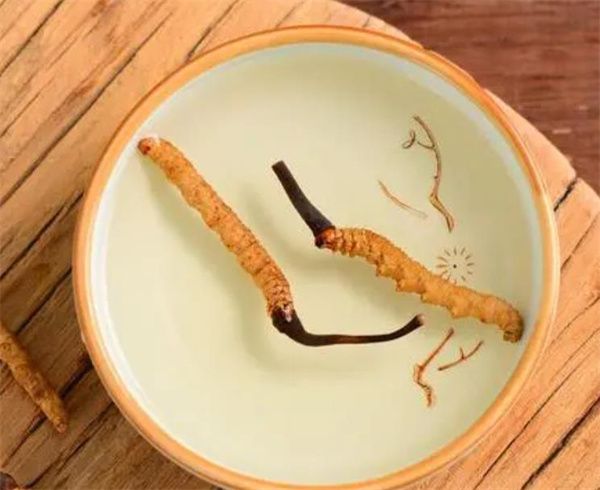 冬蟲夏草可以泡水喝嗎？冬蟲夏草泡水的步驟