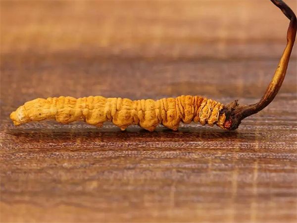 冬蟲(chóng)夏草一克多少錢(qián) 一克冬蟲(chóng)夏草2023價(jià)格表