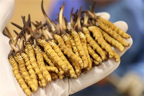 冬蟲夏草不能和什么一起吃？冬蟲夏草應(yīng)避免與6類食材同時食用