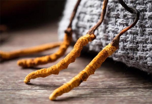 冬蟲(chóng)夏草什么價(jià)格？冬蟲(chóng)夏草2024價(jià)格表