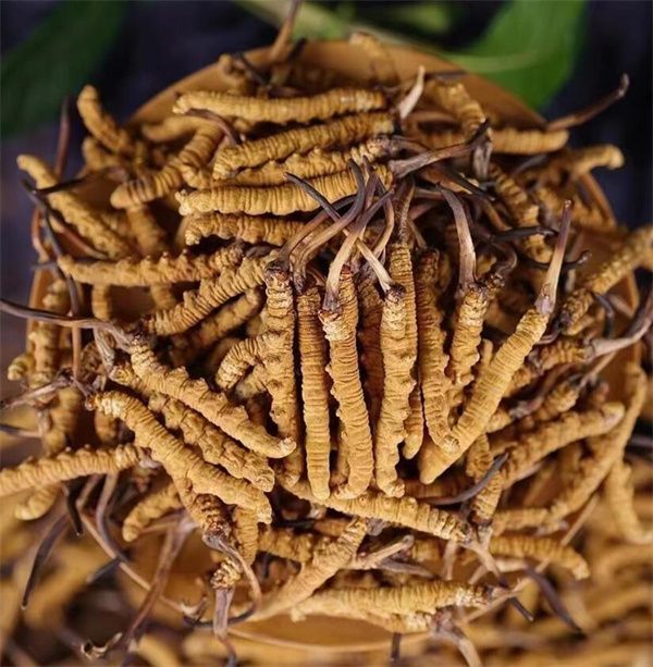 西藏冬蟲夏草價(jià)格趨勢(shì)及市場分析