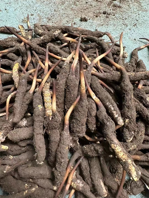 手術后能否食用冬蟲夏草？專家解答與術后康復建議