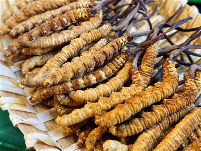 天然冬蟲(chóng)夏草是怎么形成的？天然冬蟲(chóng)夏草的形成過(guò)程