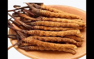 冬蟲(chóng)夏草和蛹蟲(chóng)草有哪些地方不一樣？冬蟲(chóng)夏草和蛹蟲(chóng)草6個(gè)方面的區(qū)別