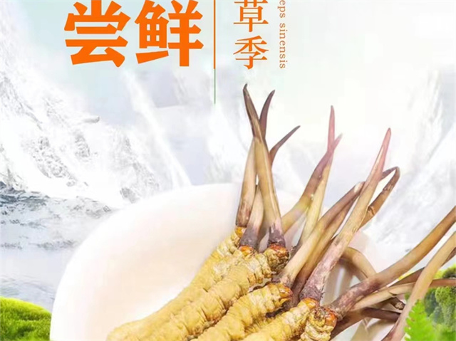 冬蟲(chóng)夏草可以嫁接嗎？冬蟲(chóng)夏草的形成過(guò)程極為特殊和復(fù)雜