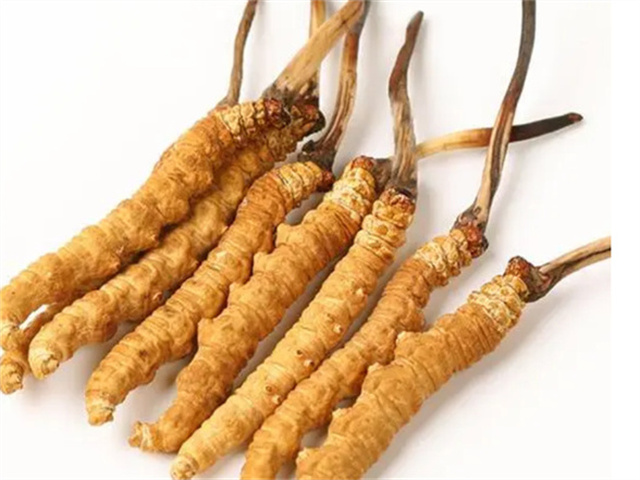 男人適合食用冬蟲夏草嗎？冬蟲夏草的藥用價值