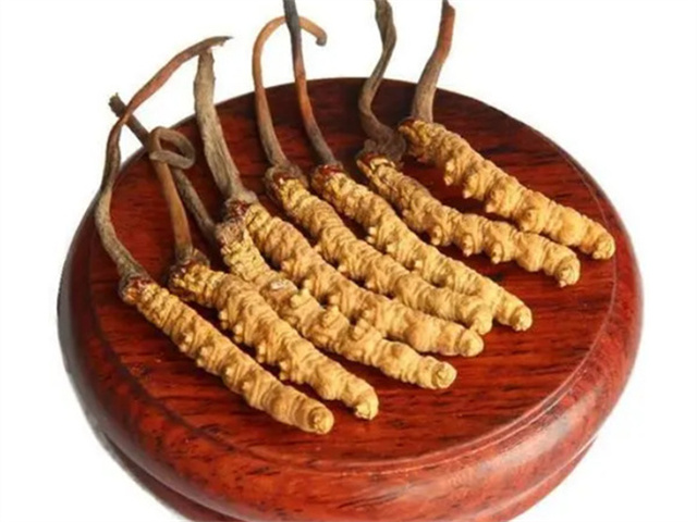 老人能吃冬蟲夏草嗎？老年人食用冬蟲夏草的4個好處