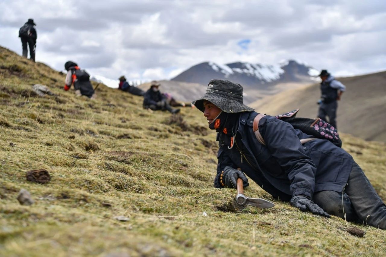 2.99萬公斤！那曲市冬蟲夏草產(chǎn)量創(chuàng)新高
