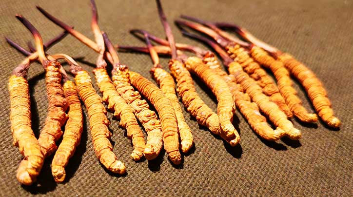 西藏自治區(qū)林業(yè)和草原局關于委托實施 出售國家二級保護野生植物冬蟲夏草 審批事項的通告