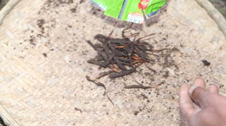 蟲草哪個(gè)地方產(chǎn)的好