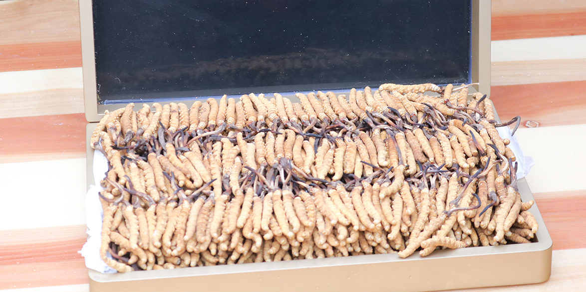 那曲冬蟲(chóng)夏草和拉薩的冬蟲(chóng)夏草哪個(gè)好