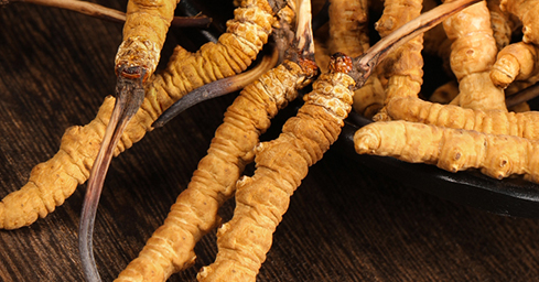 冬蟲(chóng)夏草2024價(jià)目表大全