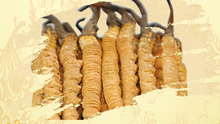 那曲蟲(chóng)草買回家如何保存？這些小技巧要知道！