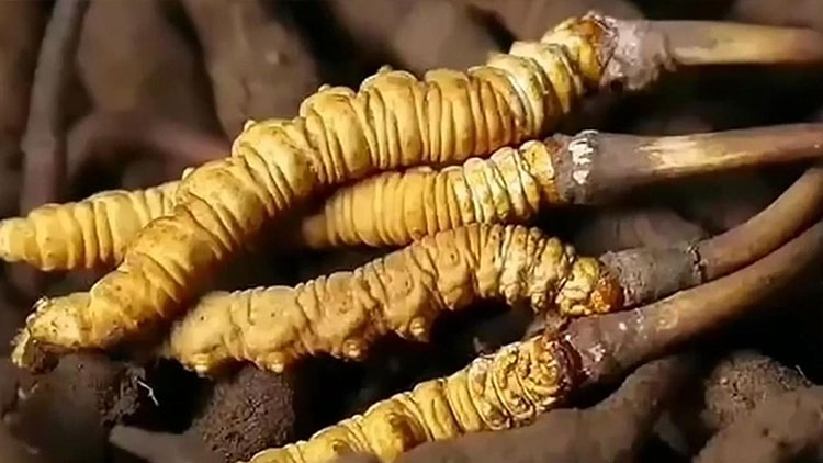  那曲蟲草市場(chǎng)亂象揭秘：如何避免買到假貨？