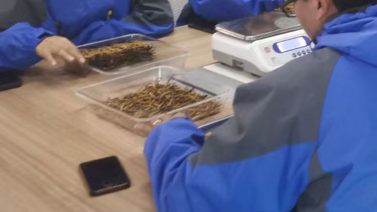 冬蟲(chóng)夏草的正確吃法老年人