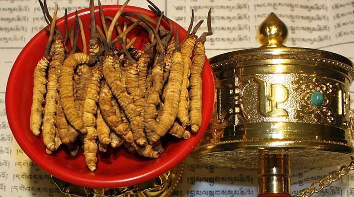 <a href=http://m.ioytjgh.cn/ target=_blank class=infotextkey>那曲<a href=http://m.ioytjgh.cn/ target=_blank class=infotextkey>冬蟲夏草</a></a>的有哪些藥用價值