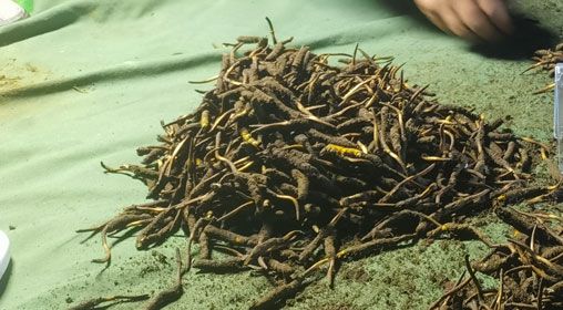 <a href=http://m.ioytjgh.cn/xinxian/ target=_blank class=infotextkey>鮮冬蟲夏草</a>的正確食用方法指南