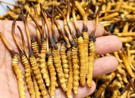 <a href=http://m.ioytjgh.cn/sdph/zcw/ target=_blank class=infotextkey>珍草王冬蟲夏草</a>是真的嗎？