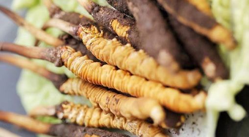 <a href=http://m.ioytjgh.cn/xinxian/ target=_blank class=infotextkey>鮮冬蟲夏草</a>功效與食用方法詳解