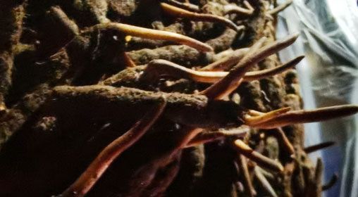 <a href=http://m.ioytjgh.cn/xinxian/ target=_blank class=infotextkey>新<a href=http://m.ioytjgh.cn/xinxian/ target=_blank class=infotextkey>鮮冬蟲夏草</a></a>的多種食用方法