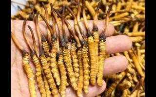 珍草王冬蟲夏草是真的嗎？揭秘珍稀藥材的真相