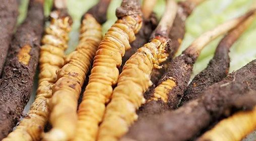 <a href=http://m.ioytjgh.cn/xinxian/ target=_blank class=infotextkey>新<a href=http://m.ioytjgh.cn/xinxian/ target=_blank class=infotextkey>鮮冬蟲夏草</a></a>怎么洗 