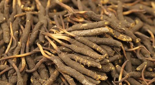 新鮮冬蟲夏草哪里買