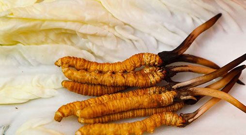 那曲雪域<a href=http://m.ioytjgh.cn/xinxian/ target=_blank class=infotextkey>新<a href=http://m.ioytjgh.cn/xinxian/ target=_blank class=infotextkey>鮮冬蟲夏草</a></a>