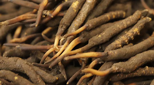 新鮮冬蟲夏草變黑的原因與對(duì)策