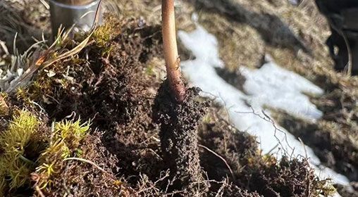 新鮮冬蟲(chóng)夏草泡水喝嗎