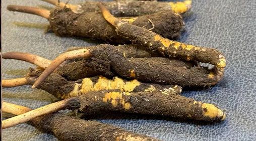 新鮮冬蟲夏草壞了：原因、識(shí)別與應(yīng)對(duì)策略