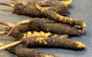 新鮮冬蟲夏草壞了：原因、識(shí)別與應(yīng)對(duì)策略