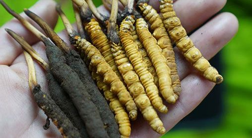新鮮冬蟲夏草營養(yǎng)價值