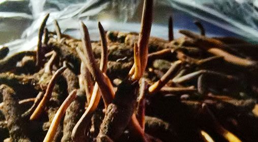 <a href=http://m.ioytjgh.cn/xinxian/ target=_blank class=infotextkey>新<a href=http://m.ioytjgh.cn/xinxian/ target=_blank class=infotextkey>鮮冬蟲夏草</a></a>排骨湯