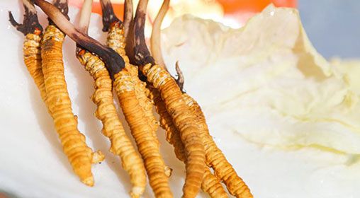 <a href=http://m.ioytjgh.cn/xinxian/ target=_blank class=infotextkey>新<a href=http://m.ioytjgh.cn/xinxian/ target=_blank class=infotextkey>鮮冬蟲夏草</a></a>煮飯:滋養(yǎng)身心的雪域珍饈