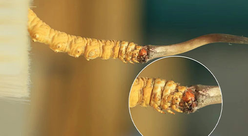 冬蟲夏草新鮮好嗎？解密新鮮蟲草的獨(dú)特價(jià)值