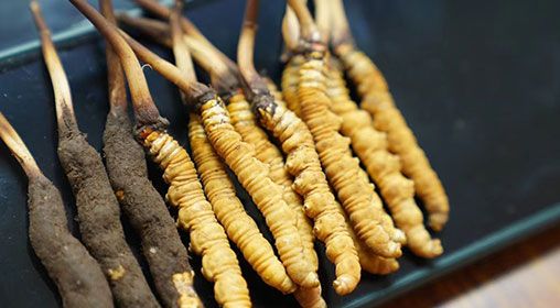 魚翅與<a href=http://m.ioytjgh.cn/xinxian/ target=_blank class=infotextkey>新<a href=http://m.ioytjgh.cn/xinxian/ target=_blank class=infotextkey>鮮冬蟲夏草</a></a>