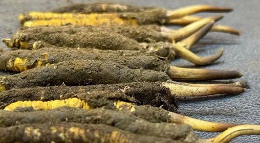 那曲<a href=http://m.ioytjgh.cn/xinxian/ target=_blank class=infotextkey>新<a href=http://m.ioytjgh.cn/xinxian/ target=_blank class=infotextkey>鮮冬蟲夏草</a></a>采摘