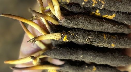 <a href=http://m.ioytjgh.cn/xinxian/ target=_blank class=infotextkey>新<a href=http://m.ioytjgh.cn/xinxian/ target=_blank class=infotextkey>鮮冬蟲夏草</a></a>晾曬