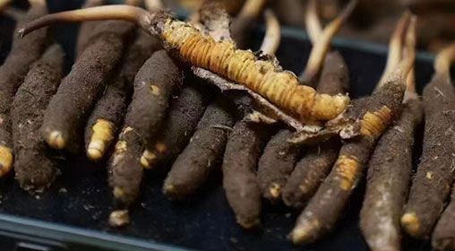 <a href=http://m.ioytjgh.cn/xinxian/ target=_blank class=infotextkey>新<a href=http://m.ioytjgh.cn/xinxian/ target=_blank class=infotextkey>鮮冬蟲夏草</a></a>發(fā)貨