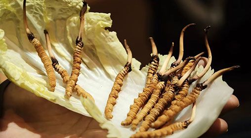 冷藏<a href=http://m.ioytjgh.cn/xinxian/ target=_blank class=infotextkey>新<a href=http://m.ioytjgh.cn/xinxian/ target=_blank class=infotextkey>鮮冬蟲夏草</a></a>   